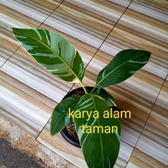 bibit tanaman buah pisang varigata/pohon buah pisang varigata