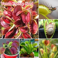 Singapore Ready Stock High Quality Venus Flytrap Seeds (50pcs/bag) Interesting Carnivorous Plant Seeds Flower Seed Rare Plant Seeds Potted Plants on The Balcony for Viewing Succulent Plant Home Decoration Plants Air Plants Easy To Grow