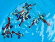 อาหารปลาหางนกยุงบลูกาส เกรดA (คู่ผู้เมีย) blue grass guppy สายท้อปวิว ฟูโก dumbo red tail guppy อาหา