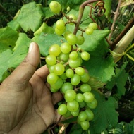 Anak Pokok Anggur Hijau Hybrid