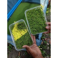 Benih Azolla | High Protein Plants