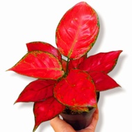 Aglaonema red anjamani mutasi / Aglonema red anjamani florist