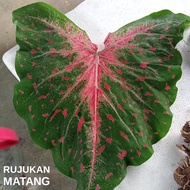 KELADI UBI BENIH CALADIUM USA THAI (WILDFIRE BATIK) BONGGOL THAILAND HIASAN BIJI VIRAL BAJET MURAH TUBER BULB SEEDS ANYA