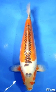 IKAN KOI IMPORT JEPANG SHUSUI SERTIFIKAT YAMAJU