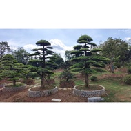 Arhat Pine Wholesale Style Arhat Pine Plant High 2-3m Arhat Pine Base Arhat Green Plant ZO3D