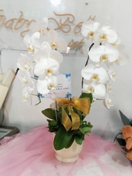 Table Flower – 607 Bunga Meja Anggrek Bulan Bunga Cantik Bunga Fresh