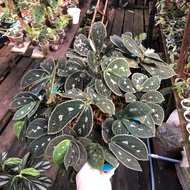 elatostema tanaman