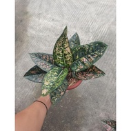 Aglaonema Ruby Compakta