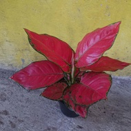 konfirmasi-aglaonema dud anjamani