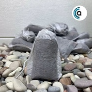 Channa Maru YS Auranti Limbata Fish Devil Liquid Asiatica Red Barito