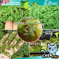 REAL LIVE PLANT AZOLLA SPECIES KIAMBANG FLOATING WATER PLANTS AQUARIUM AQUATIC满江红 PLANT