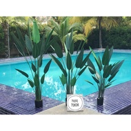 (RDY STCK FRM MSIA) Pokok Sky Bird VIRAL 1.1 meter (10 HELAI DAUN)