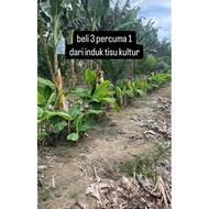 (BENIH DARI LADANG) benih pisang tanduk lang nangka berangan