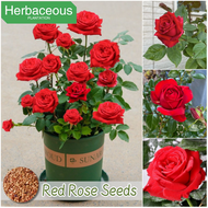 100seeds Red Rose Seeds for Planting Flowers Bonsai Flower Seeds for Gardening Fragrant Flowering Pl