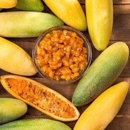 20 เมล็ด เสาวรส passion fruit กะทกรกฝรั่ง กะทกรกสีดา เมล็ดผลไม้ Passiflora laurifolia Fruit Seeds สา