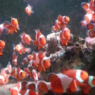 IKAN HIAS NEMO IKAN BADUT