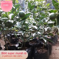 Bibit Jeruk Santang Madu Sudah Berbuah Hasil Okulasi