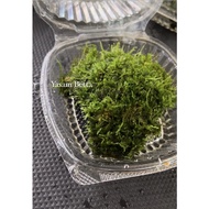 YASAM - Christmas or Java Moss Plant on Coconut shell