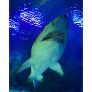 AQUARIA KLCC TIKET MURAH DAH CEPAT SIAP DLM 15MIN