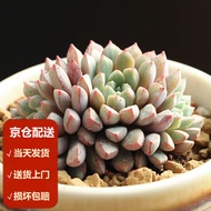 Moyi（MOYI）Succulent plant Single Product Collection Indoor Novice Succulent Flower Green Plant Potted2No.