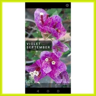 ✲      SALE!! RARE ROOTED BOUGAINVILLEA