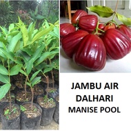 Bibit Jambu Air Dalhari Tanaman Jambu Pohon Jambu Dalhari