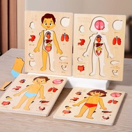 Montessori Jigsaw Puzzle Of Human Structure, Kids Human Learning Toy，Anatomy Organ Model Anatomy Toy