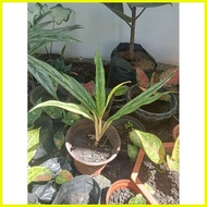 ◊ ▤ ❧ (2) Aglaonema Varieties Uprooted Live Plants (LUZON ONLY)