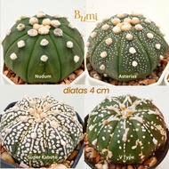 Astrophytum asterias V Type, Super Kabuto, Nudum - BUMI Gurun Cactus