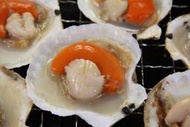 【中秋烤肉食材】扇貝(半殼)約11-13粒/約500g~新鮮的滋味~只有自己能體會~