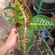 aglaonema adelia