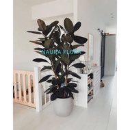 pohon karet kebo merah rubber plant ficus elastica Tinggi 80-1meter