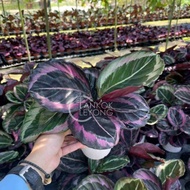 TKL - Calathea Little Princess 红酒竹芋 / Princess Jessie 红彩虹竹芋
