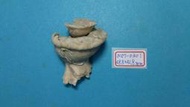 superlin30 a157-0301 瑪娃花仙螺 (48.8*41.8 mm)