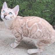 kucing bengal snow mata biru
