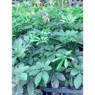 《JC小品園藝》綠葉鵝掌藤/綠葉鴨腳木3寸盆/植栽/植物/園藝/花藝/日照植物/觀葉植物/綠化植物/淨化空氣