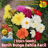 100% Original Benih Bunga Dahlia Kecil Mix Colours (Fresh 10pcs Seeds) Dahlia Flower Seeds Dahlia Fl