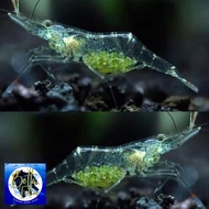 udang air tawar hidup gendong telur