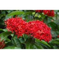 Ixora Merah Terang Bunga Besar @ Big Size Red Ixora