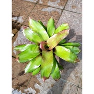 Bromeliad Neoregelia (Unknown ID)_Big plant