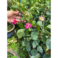 Bunga kertas /citra india