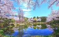 Gyeongju Cherry Blossom: One Day, A Thousand Years of Beauty
