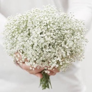 Biji nafas bayi dalam pasu - 10 Seeds Gypsophila Flower Seeds 满天星种子 Fresh  White Gypsophila Seeds Fl