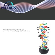 Meterk แบบจำลองโครงสร้าง DNA DNA Double Helix Model ใช้งานง่าย พลาสติกฝีมือดีสำหรับการแสดง