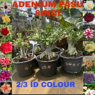 pokok kemboja adenium Thailand real live plant 8inci random 3 ID/colour