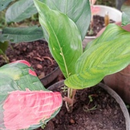 Aglaonema Kochin