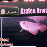 Arwana Super Red ITL 20cm