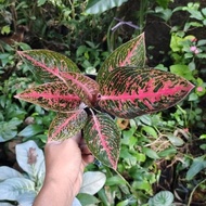 Tanaman Hias Aglaonema / Aglonema - Adelia Size Remaja Rikepuspita45