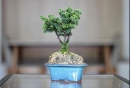 🇯🇵日本石化檜 (#201002)