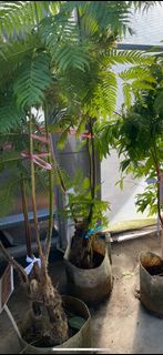 筆筒樹1.2尺 美植袋圓藝植物/綠色植栽。實物拍攝。高145-170公分 限郵局寄送